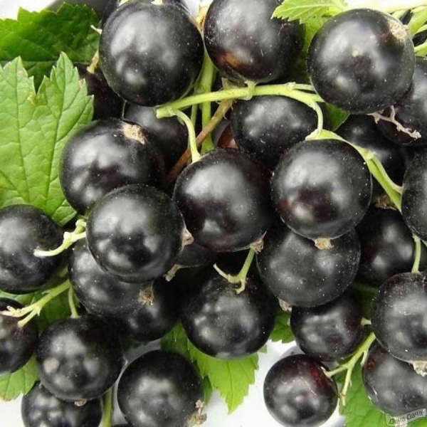 Саженцы Смородина черная Ядреная традиционные сорта туба