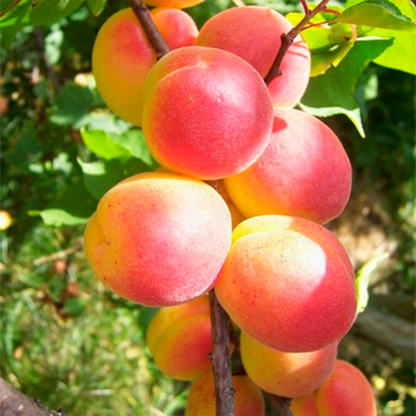 Саженцы Абрикос Графиня/С