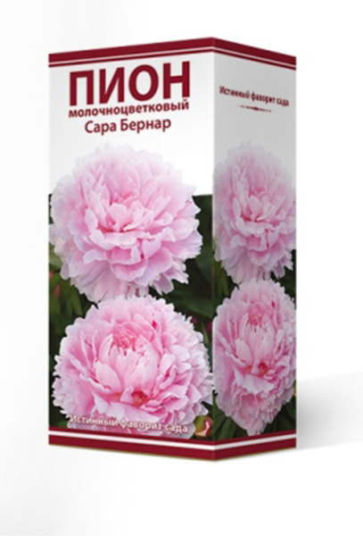 Саженцы Пион молочноцветковый Сара Бернар 2-3/К
