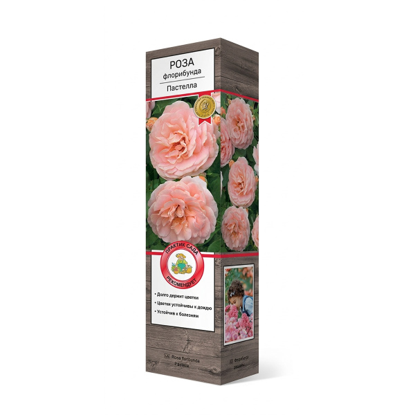 Саженцы Роза флорибунда Пастелла ЦКор