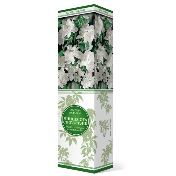 Саженцы Жасмин садовый (Чубушник) Миннесота Сноуфлэйк/ЦКор