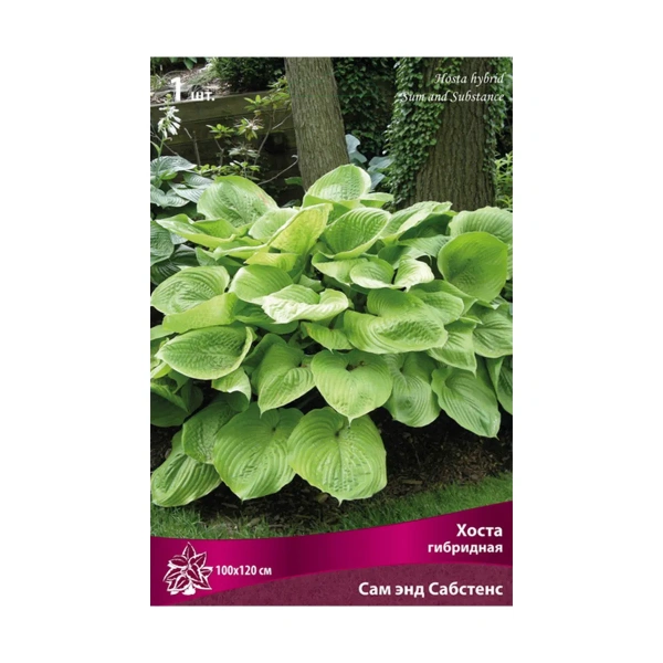 Луковицы Хоста гибридная Сам энд Сабстанс, в упак. 1шт.разбор I XL 100*120см.