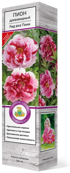 Саженцы Пион древовидный Ред виз Пинк туба