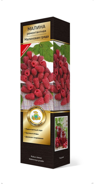 Саженцы Малина ремонтантные сорта Малиновая гряда/ЦКорЛюкс