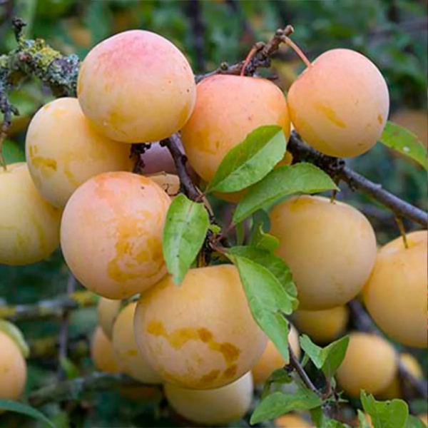 Саженцы Слива Белая медовая/С