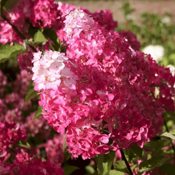 Саженцы Гортензия метельчатая Самарская Лидия/ЦКорЛюкс