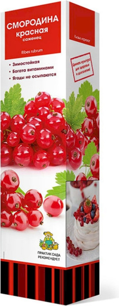 Саженцы Смородина красная перспективные сорта Татьяна/ЦКорЛюкс