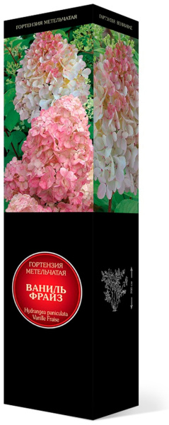 Саженцы Гортензия метельчатая Ваниль Фрайз/ЦКорЛюкс