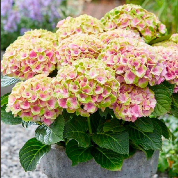 Саженцы Гортензия крупнолистовая Мэджикал Кристал/ЦКорЛюкс