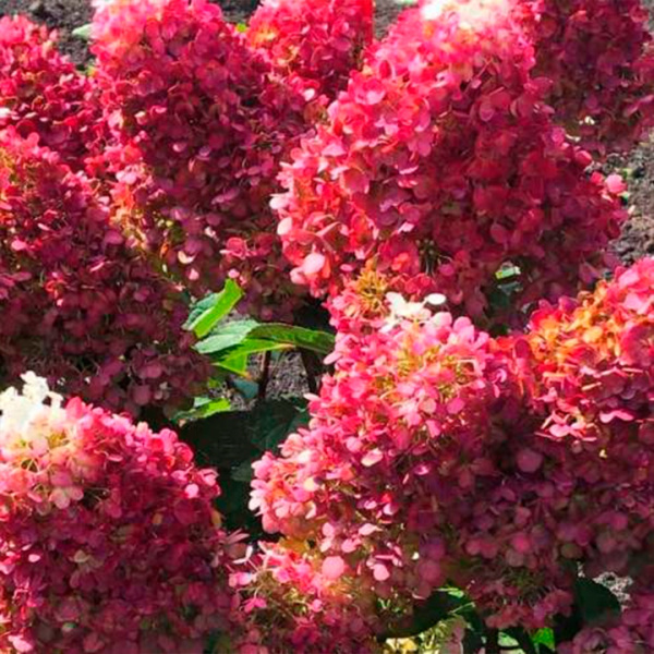 Саженцы Гортензия метельчатая Ред Вельвет/ЦКорЛюкс