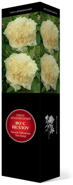 Саженцы Пион древовидный Яо'с Йеллоу/ЦКорЛюкс