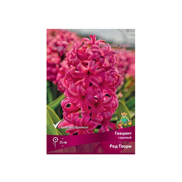 Луковицы Гиацинт садовый Ред Глори 15-16/К 3шт