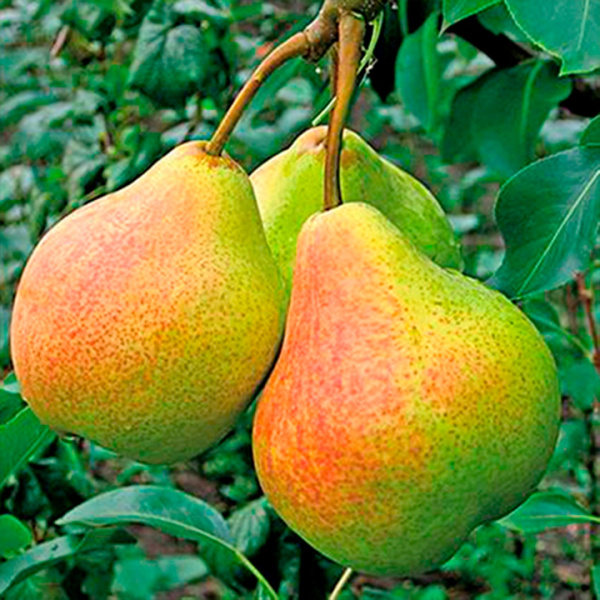 Саженцы Груша Памяти Яковлева/С