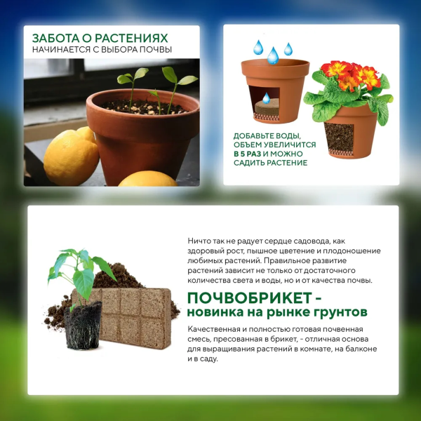 Почвобрикет БиоМастер Чудный лимон, 5л