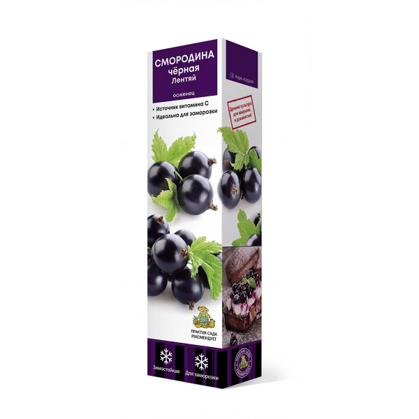 Саженцы Смородина черная традиционные сорта Лентяй ЦКор