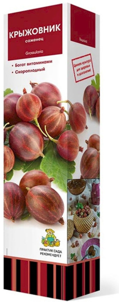 Саженцы Крыжовник Черносливовый/ЦКор