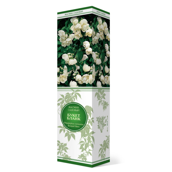 Саженцы Жасмин садовый (Чубушник) Букет Бланк туба