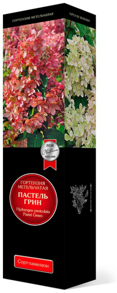 Саженцы Гортензия метельчатая Пастель Грин/ЦКорЛюкс