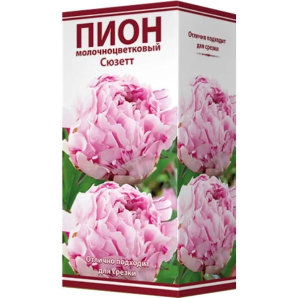 Луковицы Пион молочноцветковый Сюзетт 2-3/К