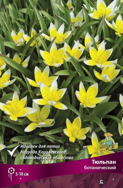 Луковицы Тюльпан ботанический поздний, в упак. 10шт. разбор 6/7 h 5-10см.
