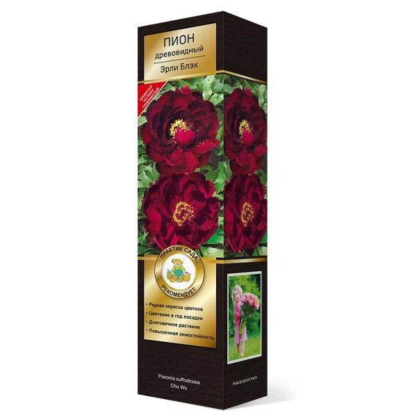 Саженцы Пион древовидный Эрли Блэк/ЦКорЛюкс