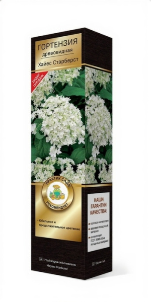 Саженцы Гортензия древовидная Люкс Хайес Старберст ЦКор
