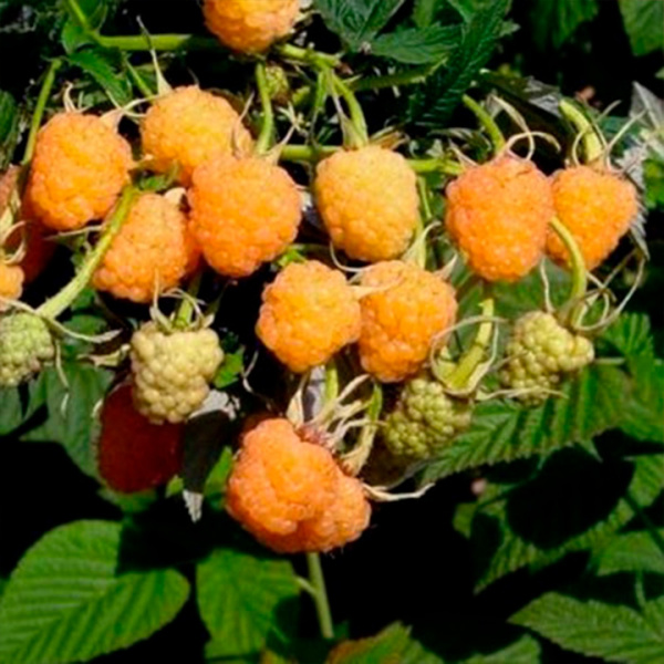 Саженцы Малина ремонтантные сорта Абрикосовая/ЦКорЛюкс