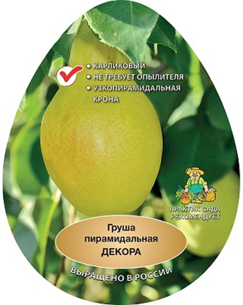 Саженцы Груша пирамидальная Декора/С
