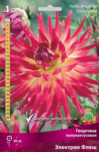 Луковицы Георгина полукактусовая Электрик Флеш I/К
