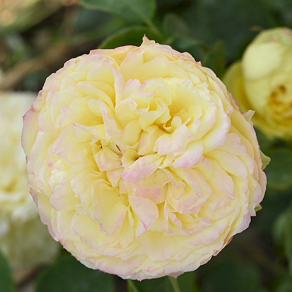 Саженцы Роза спрей Каталина/ЦКор