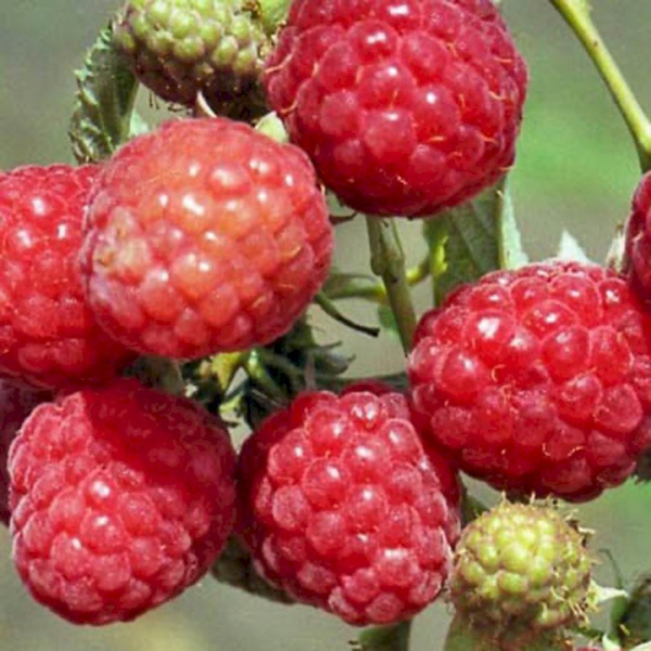 Саженцы Малина ремонтантные сорта Геракл/ЦКорЛюкс