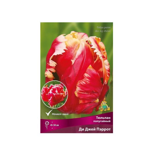 Луковицы Тюльпан попугайный Ди Джей Пэррот 11-12/К 7шт