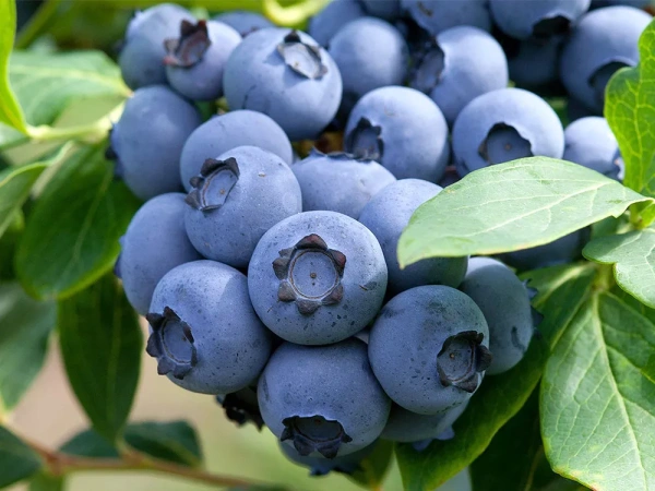 Саженцы Голубика высокорослая Блюкроп/Цкор 1 шт.