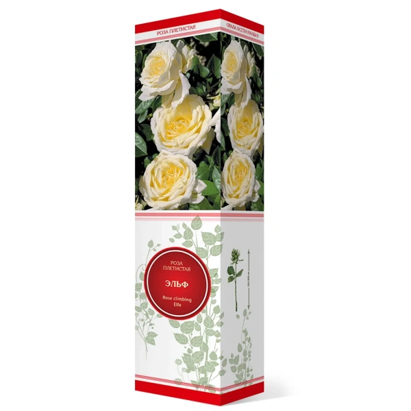 Саженцы Роза плетистая Эльф/ЦКор
