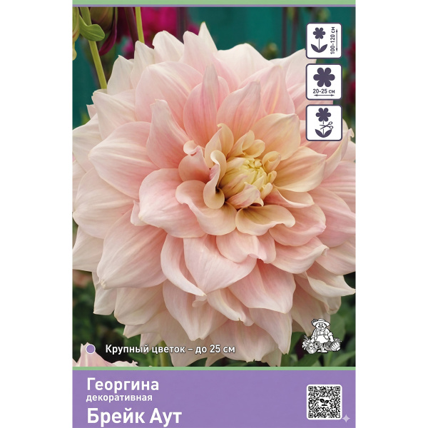 Луковичные Георгина декоративная  Брейк Аут