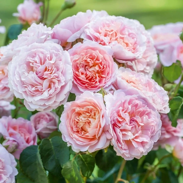 Саженцы Роза английская парковая Юстасия Вэй/ЦКорЛюкс