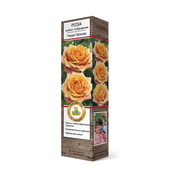 Саженцы Роза чайно-гибридная Черри Бренди ЦКор