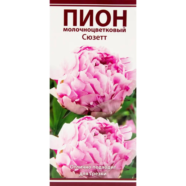 Луковицы Пион молочноцветковый Сюзетт 2-3/К