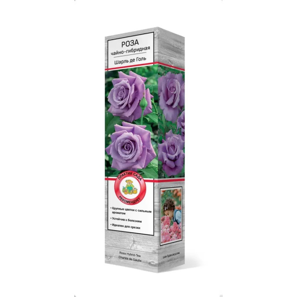 Саженцы Роза чайно-гибридная Блю Мун ЦКор