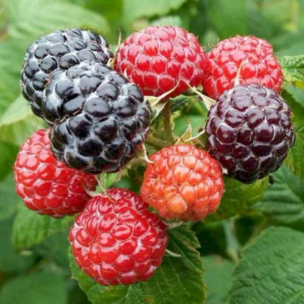 Саженцы Малина перспективные сорта Бристоль/ЦКорЛюкс