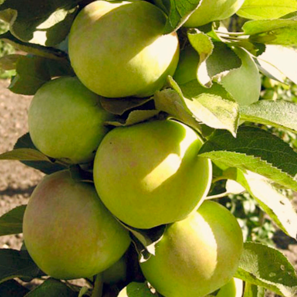 Саженцы Яблоня колонновидная Малюха/подвой 54-118 полукарл/С