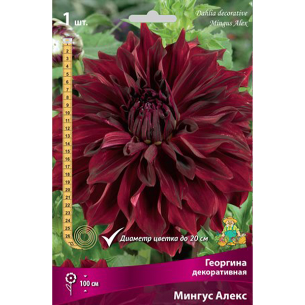 Луковицы Георгина декоративная Мингус Алекс I/К