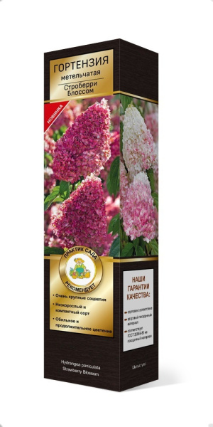 Саженцы Гортензия метельчатая Люкс Строберри Блоссом ЦКор