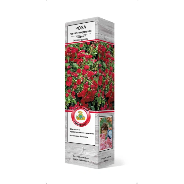 Саженцы Роза почвопокровная Скарлет Мейяндекор/ЦКор
