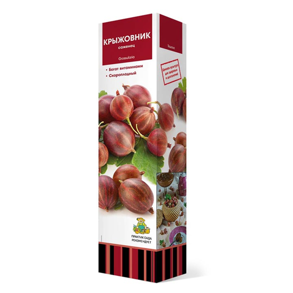 Саженцы Крыжовник Колобок/Цкор  1 шт.