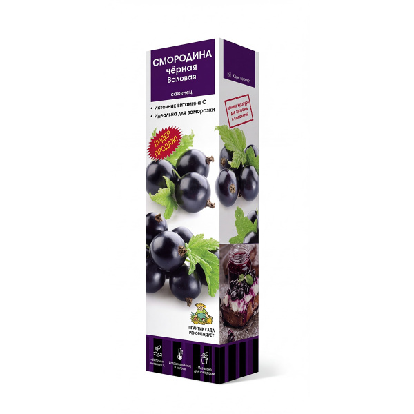 Саженцы Смородина черная традиционные сорта Валовая ЦКор