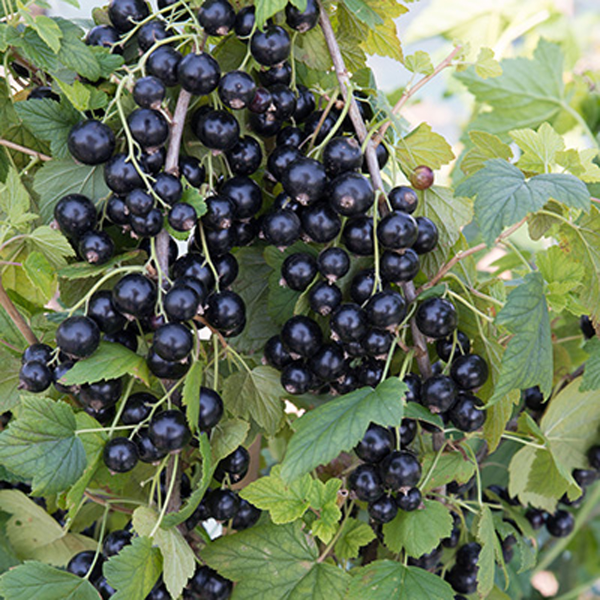 Саженцы Смородина черная традиционные сорта Багира/ЦКор