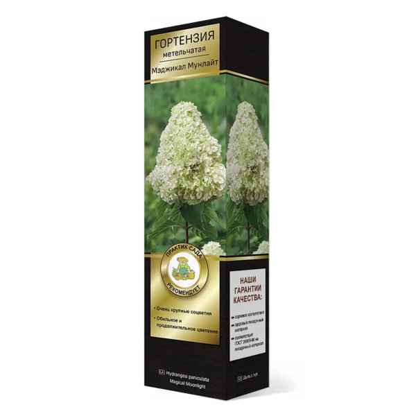 Саженцы Гортензия метельчатая Люкс Мэджикал Мунлайт ЦКор