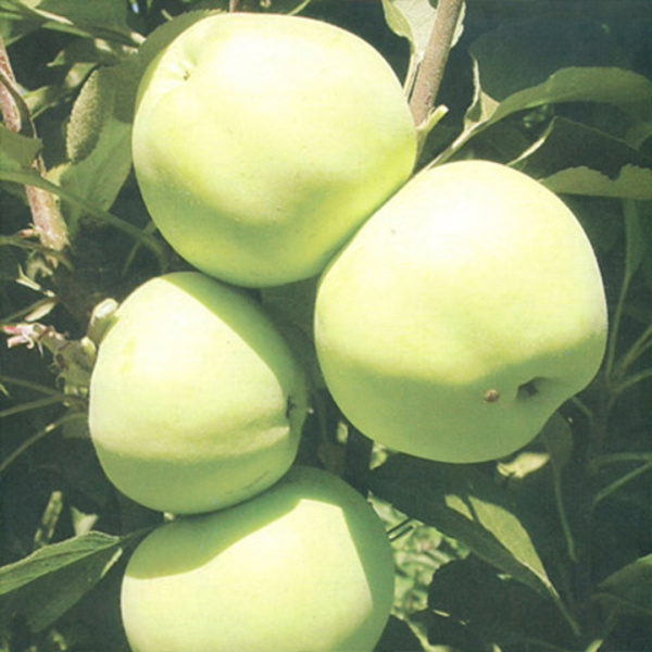 Саженцы Яблоня колонновидная Медок/подвой 54-118 полукарл/С