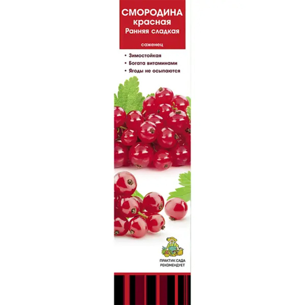 Саженцы Смородина красная традиционные сорта Ранняя сладкая ЦКор